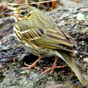 Olive-backed Pipit